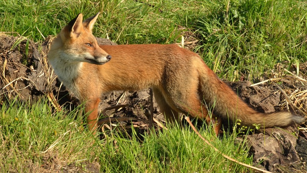 Počinje jesenska akcija oralne vakcinacije lisica na području RH