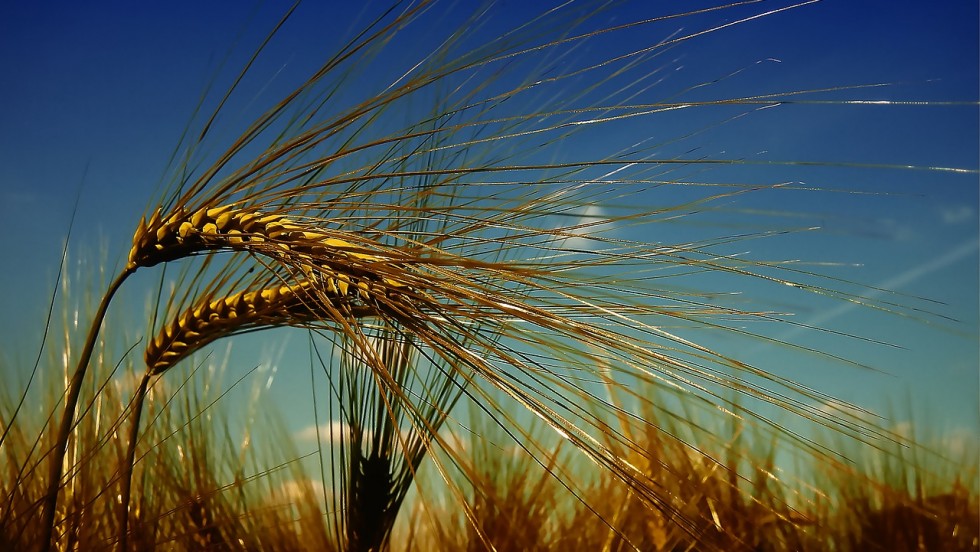 Objavljen Natječaj za osiguranje usjeva, životinja i biljaka