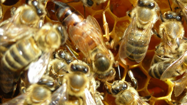 Zbog Neumskog koridora veliki problemi za dubrovačko-neretvanske pčelare