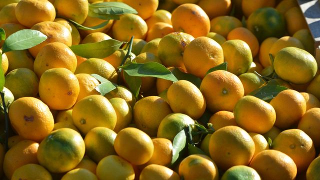 Neretvanska mandarina dobila zaštitu izvornosti u Europskoj uniji