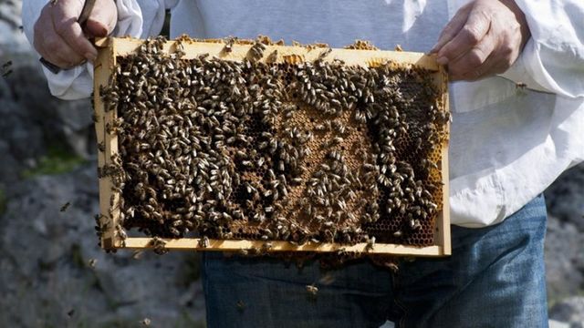 U Zadarskoj županiji otvoren laboratorij za kontrolu kvalitete meda