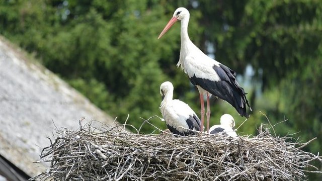Javna ustanova Zeleni prsten Zagrebačke županije dodjeljuje jednokratnu naknadu od 700 kuna za gnijezdo bijele rode