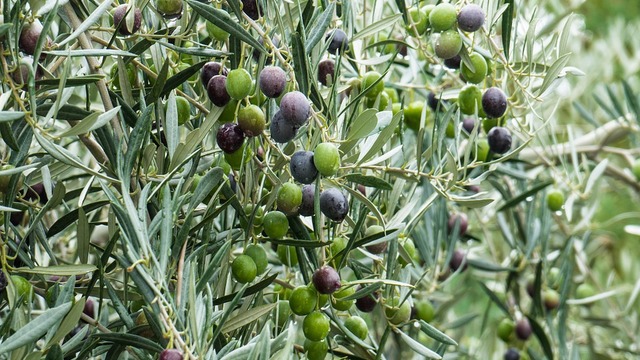 Lunjski maslinici u Ličko-senjskoj županiji kao spoj masline i čovjeka