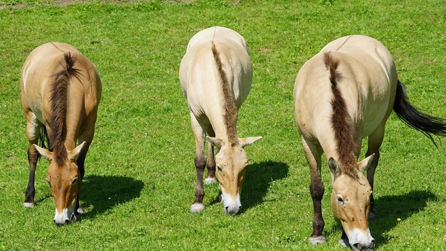 Državno natjecanje orača u Velikoj Gorici