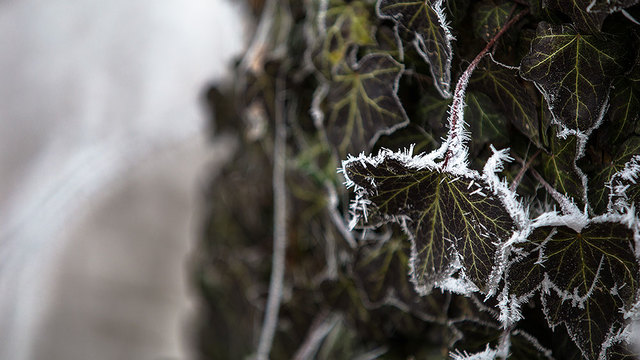 Poljoprivrednicima s područja Virovitičko-podravske županije više od milijun kuna odštete za štete od elementarnih nepogoda
