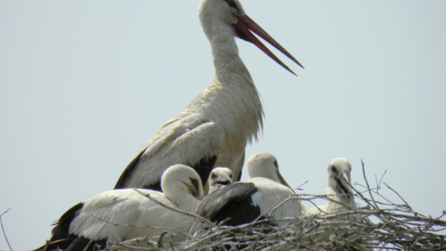 Koprivničko-križevačka županija  i ove godine sudjeluje u projektu „Zaštita i očuvanje bijele rode“